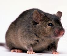 Picture of a mouse