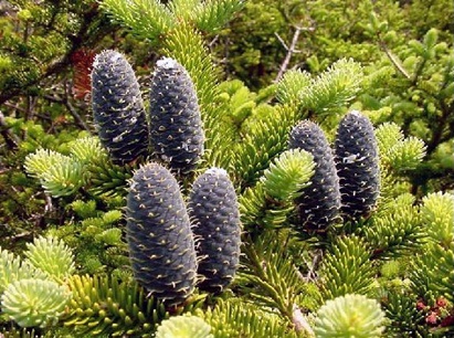 Abies Balsamea