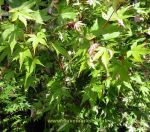 Acer palmatum ashari zuru. Click picture to enlarge.
