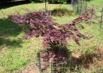 Acer palmatum Bloodgood. Click picture to enlarge
