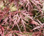 Acer palmatum dissectum Ever Red. Click picture to enlarge.