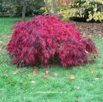 Acer palmatum "Crimson Queen"
