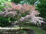Acer palmatum Sherwood Flame. Click picture to enlarge.