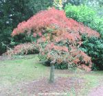 Acer palmatum "Ornatum"