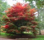 Acer palmatum "Tsukomo"