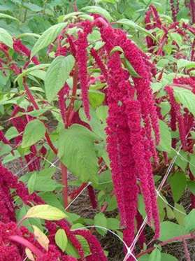 Amaranthus caudatus