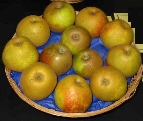 Picture of apple variety 'Egremont Russet'