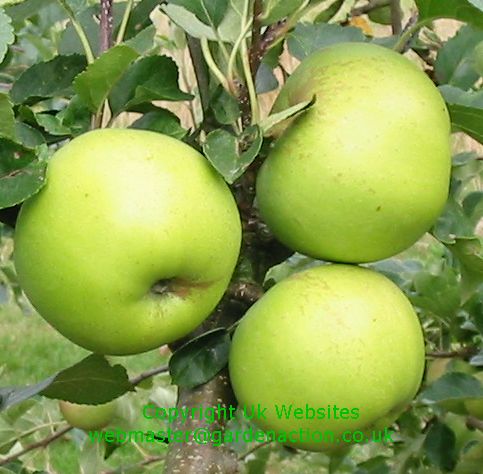 Picture of apple variety Greensleeves