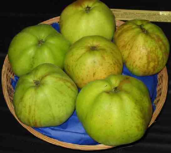 Picture of apple variety Grenadier