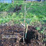 Bark mulch around a newly palnted apple tree