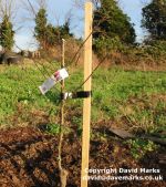 How to stake and tie an apple tree