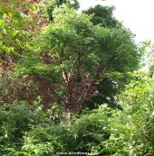 Picture of the Paperbark Maple