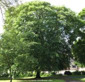 Yellow buckeye tree in Nottingham Arboretum