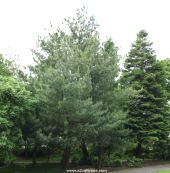 picture of Pinus Wallchiana, number 7 tree