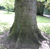 Bark of the London Plane tree