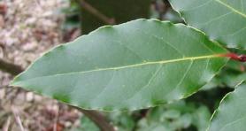 Bay Laurel leaf. Click picture to enlarge. Copyright David Marks