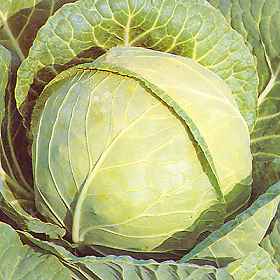 Picture of Primo spring cabbage