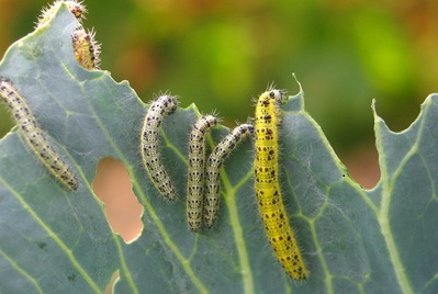 cabbage white caterpillars