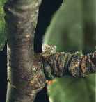Bacterial Canker picture