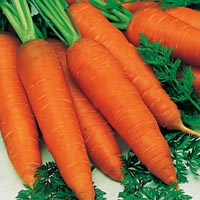 Autumn King carrot