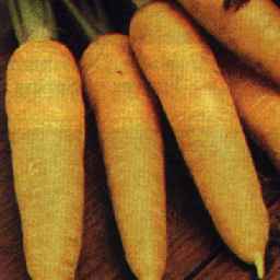 Picture of carrot variety Yellowstone