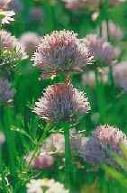 Picture of Chives Herb in the UK