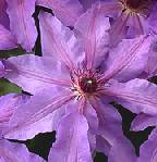 Clematis 'Blue Ravine' - click to enlarge