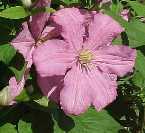 Picture of Clematis 'Comtesse De Bouchard' - click to enlarge