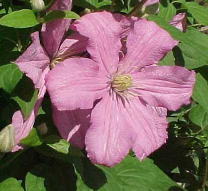 Picture of Clematis 'Comtesse De Bouchaud'
