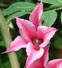 Picture of Clematis texensis 'Duchess of Albany'
