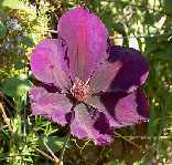 Picture of Clematis 'Jackmanii' - click to enlarge