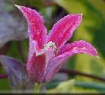 Picture of Clematis texensis 'Lady Bird Johnson'