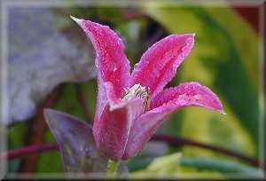 Picture of Clematis texensis 'Lady Bird Johnson'