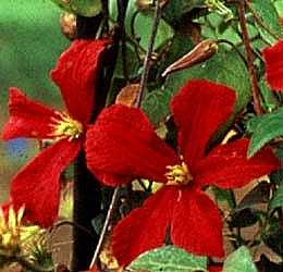 Picture of Clematis 'Madame Julia Correvon'