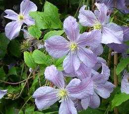 Picture of Clematis 'Prince Charles'