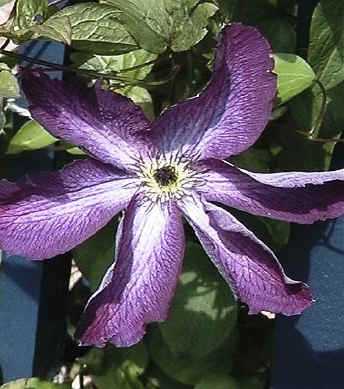 Picture of Clematis viticella 'Venosa Violacea'