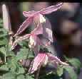 Picture of Clematis alpina 'Willy'