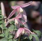 Picture of Clematis alpina 'Willy'