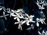 Picture of clematis armandii - click to enlarge