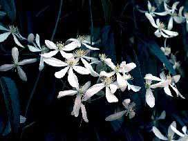 Picture of CLEMATIS armandii