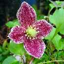 picture of Clematis Cirrhosa 'Freckles'