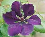 Picture of Clematis 'Gypsy Queen' - click to enlarge