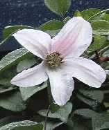 Picture of Clematis 'Huldine' - click to enlarge