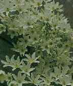clematis indivisa picture - click to enlarge
