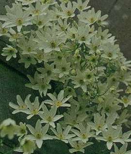 Picture of Clematis indivisa