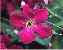 Picture of Clematis viticella 'Kermesina'
