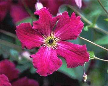 Picture of Clematis viticella 'Kermesina'
