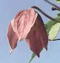 Picture of clematis koreana