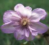 Picture of Clematis 'Lady londesborough'