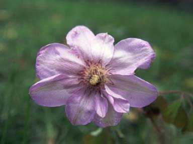 Picture of Clematis 'Lady Londesborough'